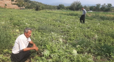 Karpuz Tarlasını Hasat Etmeye Giden Çiftçiye ‘Karga’ Şoku