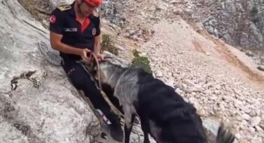 Kayalıklarda Mahsur Kalan Keçiler Kurtarıldı