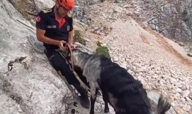 Kayalıklarda Mahsur Kalan Keçiler Kurtarıldı