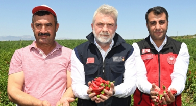 Maraş Biberinde Hasat Dönemi Başladı