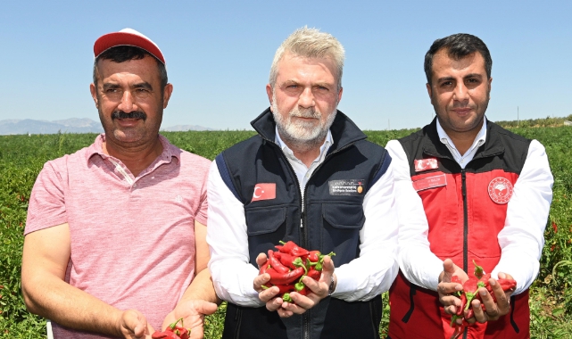 Maraş Biberinde Hasat Dönemi Başladı