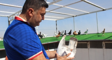 Memurluktan İstifa Etti, Çocukluk Hayalini Gerçekleştirdi: Otomobil Fiyatına Güvercin Satıyor