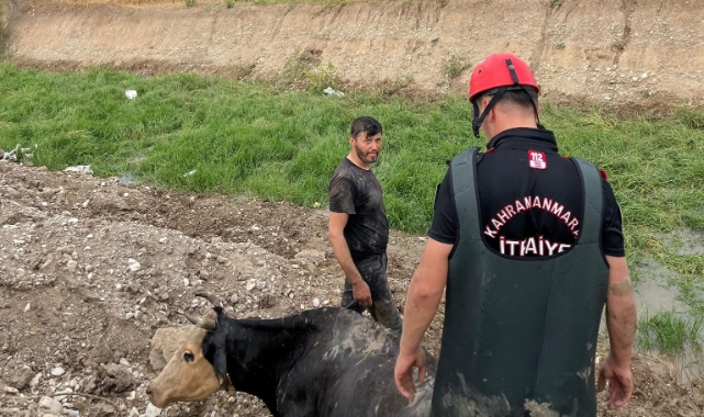 Bataklığa Düşen İneği İtfaiye Kurtardı