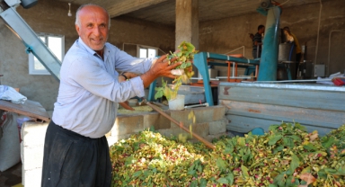 Kahramanmaraş'ta Baklavalık Fıstık Hasadı