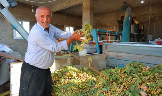 Kahramanmaraş'ta Baklavalık Fıstık Hasadı
