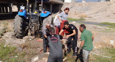Kahramanmaraş’ta Bataklığa Saplanan Büyükbaşı İtfaiye Kurtardı