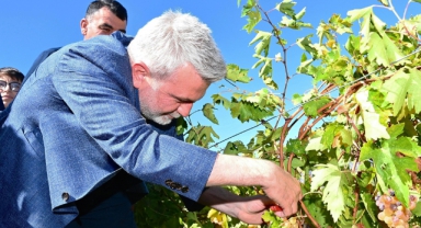 Kahramanmaraş'ta Geleneksel Bağbozumu Günleri