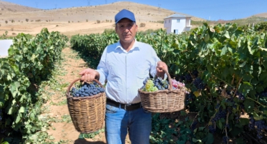 Kahramanmaraş'ta Televizyonda Gördü Yetiştirmeye Başladı, Şimdi 4 Ton Hasat Ediyor