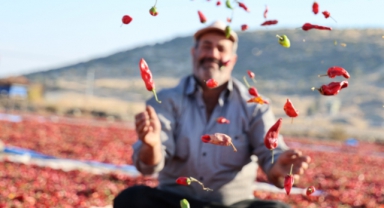 En Acı Hasat: Maraş Biberinde Üretim 50 Bin Ton