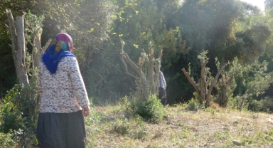 Kadınlara Karşı Soyunup Tartışan Kişi Zeytin Ağaçlarını Kesti İddiası