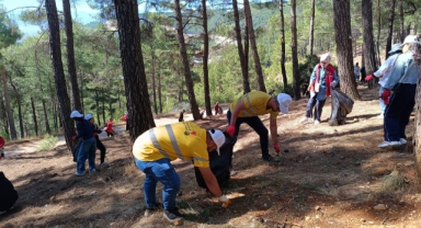 Kahramanmaraş'ta Ormanlar Temizleniyor