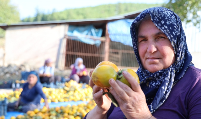 Yaş Hurma 20, Kurusu 200 Lira