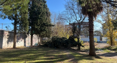 Kahramanmaraş’ta 315 Ağaç Devrildi