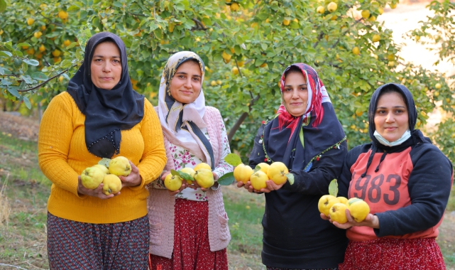 Kahramanmaraş'ta Ayva Hasadı