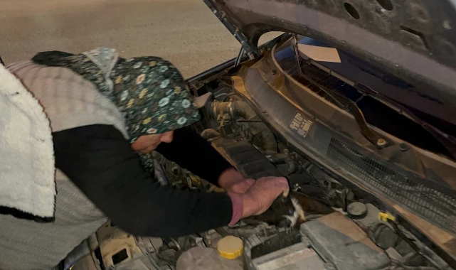 Aracın Motoruna Giren Yavru Kediyi Yaşlı Kadın Kurtardı