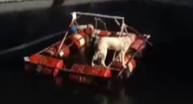 Havuza Düşen Köpek İşçiler Tarafından Kurtarıldı