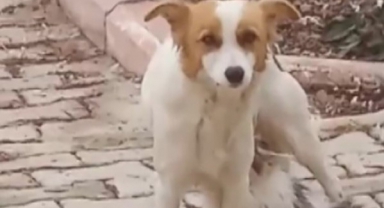Yavru Kediyi ‘Çiko' İsimli Depremzede Köpek Emziriyor