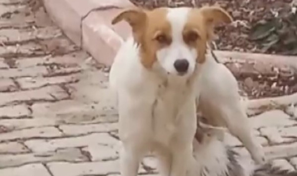 Yavru Kediyi ‘Çiko' İsimli Depremzede Köpek Emziriyor