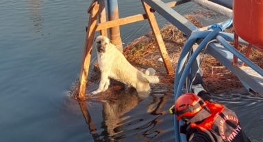 Sulama Kanalındaki Köpek Kurtarıldı