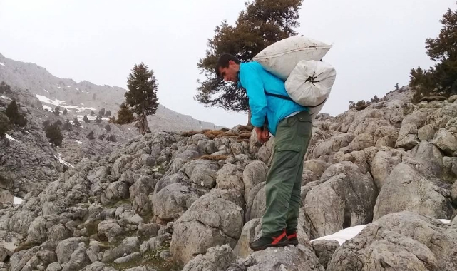 Kahramanmaraş’ta Çiriş Otu Sezonu Başladı