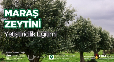 Büyükşehir’den Zeytin Üretimine Katma Değer; Maraş Zeytini Yetiştiriciliği Eğitimi