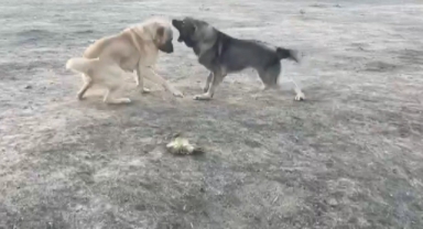 Köpekler Acımasızca Dövüştürüldü