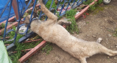 Demir Korkuluklara Sıkışan Köpeği İtfaiye Ekipleri Kurtardı