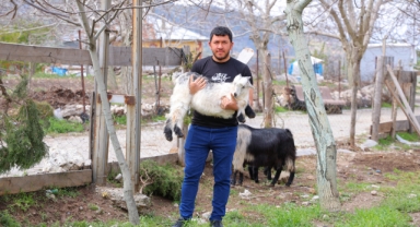 Kahramanmaraş'ta Cevizi Don Vurunca, Üreticileri Farklı Alanlara Yöneldi