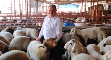 Kahramanmaraş'ta Kurbanlık Fiyatı Birçok İlden Ucuz: Kilosu 250 İle 295 Tl Arasında