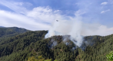 Kahramanmaraş'ta Orman Yangını