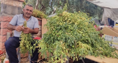 Yeşil Nohut Tezgahlarda Yerini Aldı
