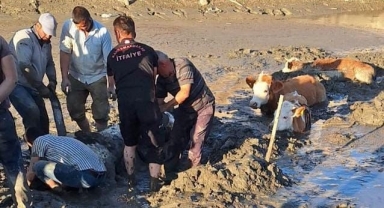Bataklığa Saplanan 6 İnek Kurtarıldı
