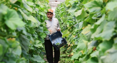 Kahramanmaraş'ta Üretilen Salatalıklar Çevre İllere Gönderiliyor