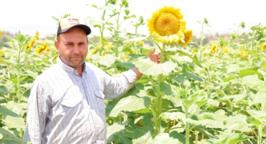 Sarının En Güzeli: Ayçiçeği Tarlaları Görsel Şölen Sunuyor