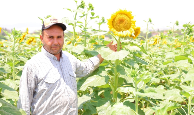 Sarının En Güzeli: Ayçiçeği Tarlaları Görsel Şölen Sunuyor