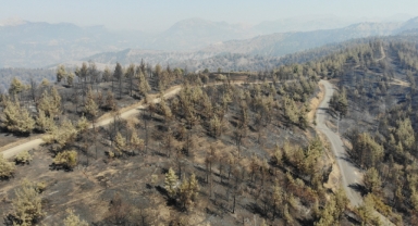 3 Gündür Yanan Bin 500 Hektarlık Ormanlık Alan Küle Döndü