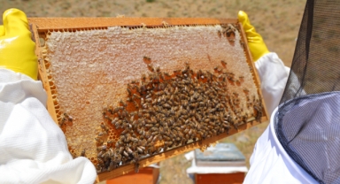 Kahramanmaraş'taki Engizek Yaylası'nda Bal Mesaisi