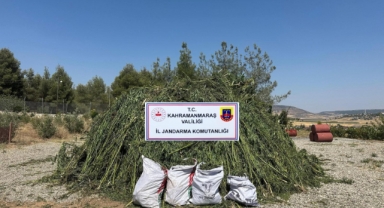 Mısır Tarlasında Ele Geçirilen 45 Bin Kök Kenevire 4 Tutuklama