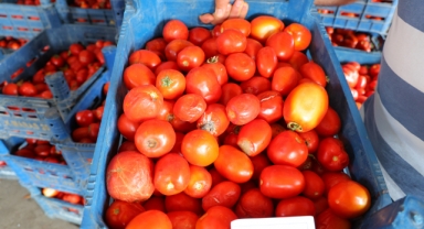 Salça Dönemi Başlamayınca Domatesin Fiyatı 3 Tl'ye Kadar Düştü