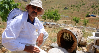 Ağaç Kütüğünde Doğal Bal