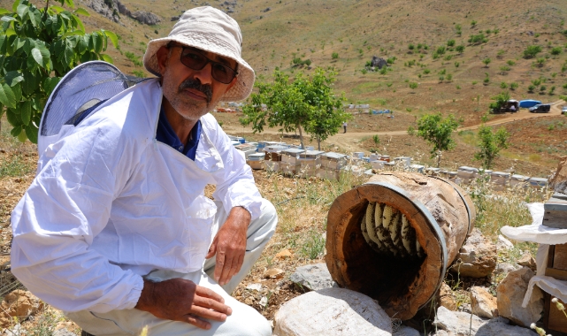 Ağaç Kütüğünde Doğal Bal