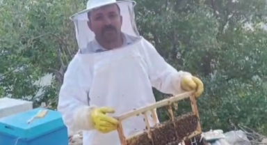 Ayı Kovanları Parçalayıp Balı Yedi, Üretici 100 Bin Lira Zarara Uğradı