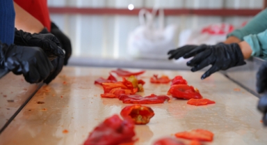 Kahramanmaraş'ta Salça Telaşı Başladı: Tarladan Pazara, Pazardan Sofralara Uzanan Yolculuk