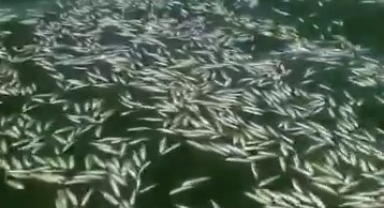 Kahramanmaraş'ta Balık Ölümleri