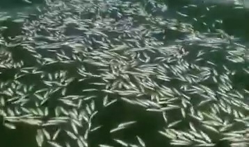 Kahramanmaraş'ta Balık Ölümleri