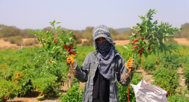Kahramanmaraş'ta Coğrafi İşaretli Biberde Hasat Başladı