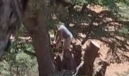 Kahramanmaraş'ta Ormanlık Alanda Ağaç Kesen 2 Kişi Yakalandı