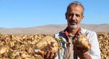 Kahramanmaraş'ta Şeker Pancarı Sökümü Başladı