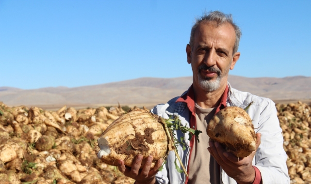 Kahramanmaraş'ta Şeker Pancarı Sökümü Başladı