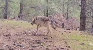 Kahramanmaraşlı Doğa Tutkunu Genç Fotokapanla Yaban Hayatını Görüntülüyor